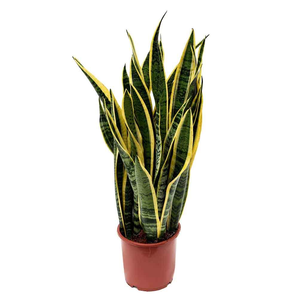 Snake Plant (Sansevieria Trifasciata)